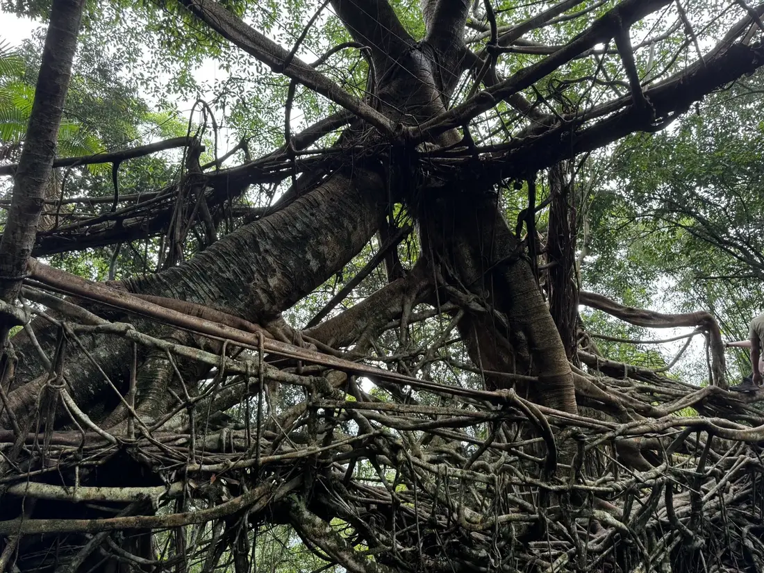 A living root bridge in Meghalaya