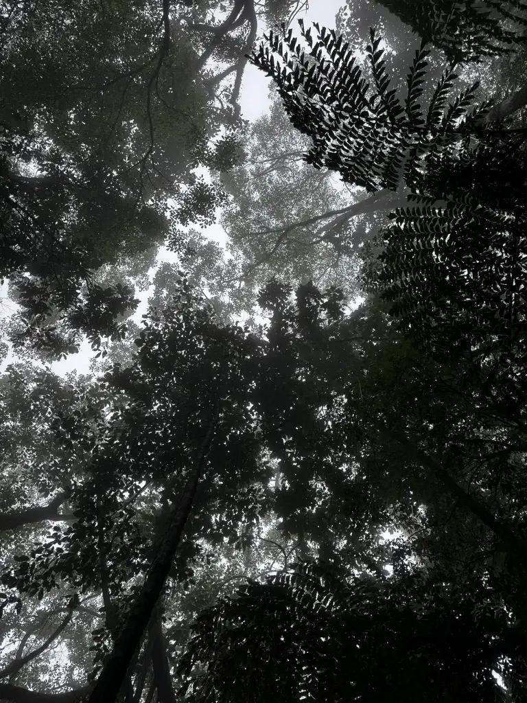 Looking up through the forest canopy