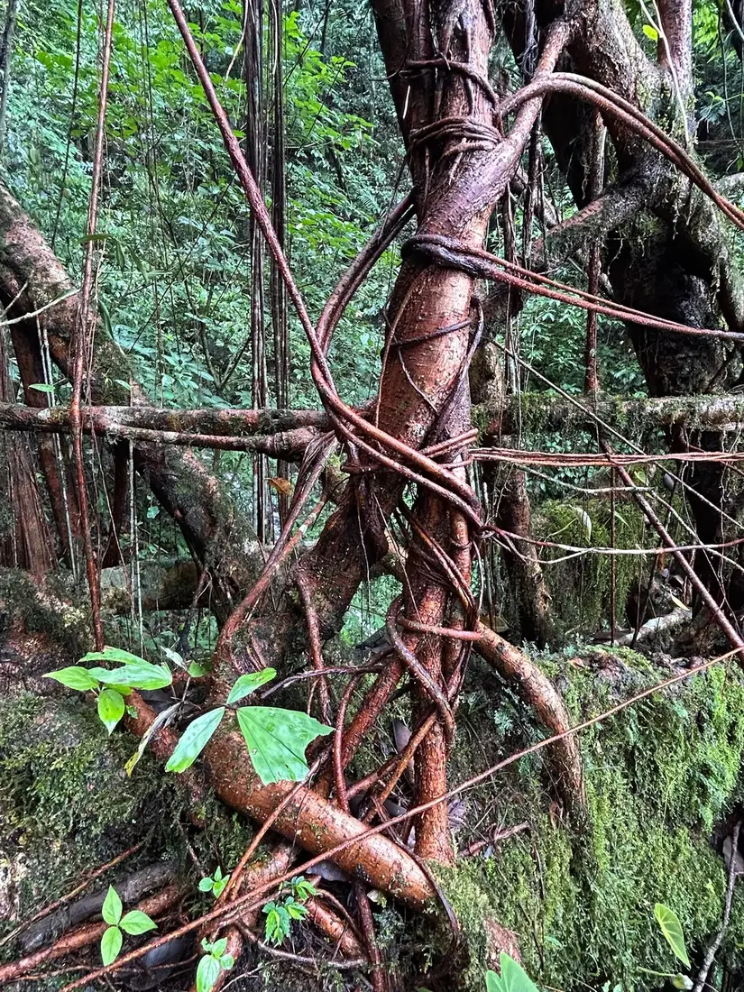 Aerial fig roots trained across a ravine